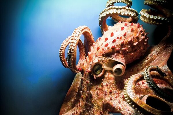 Официальный сайт kraken kraken clear com